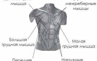 Лучшие упражнения для грудных мышц в домашних условиях