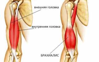 Как накачать мощный и рельефный бицепс? Секреты успеха