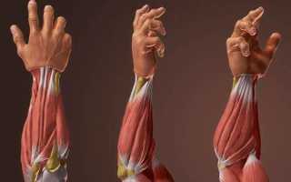 Тренировка предплечий: лучшие упражнения на предплечья, как у моряка Папая для начинающих