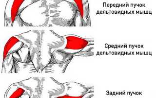 15 Лучших упражнений на передние дельты для массивных плеч: советы