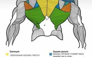 Упражнения для накачки мышц спины: программа тренировки на массу и ширину