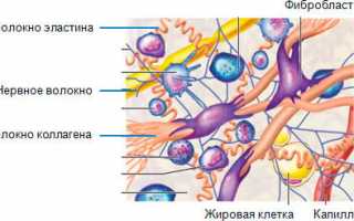 Функции коллагена в человеческом организме: роль для спортсмена