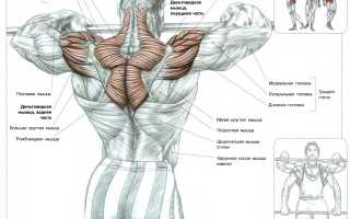 Лучшие упражнения для накачки трапециевидных мышц со штангой и гантелями: советы