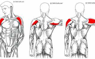 5 лучших упражнений для развития мышц плечевого пояса в домашних условиях
