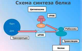 Белки – их роль в организме человека и на сколько они важны в спорте: значимость