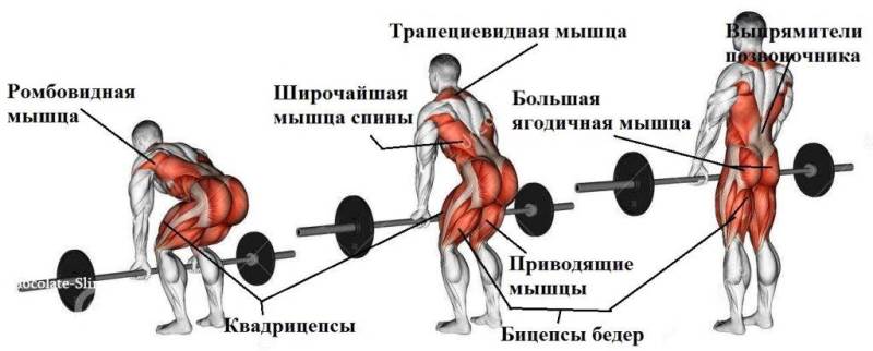Анатомия становой
