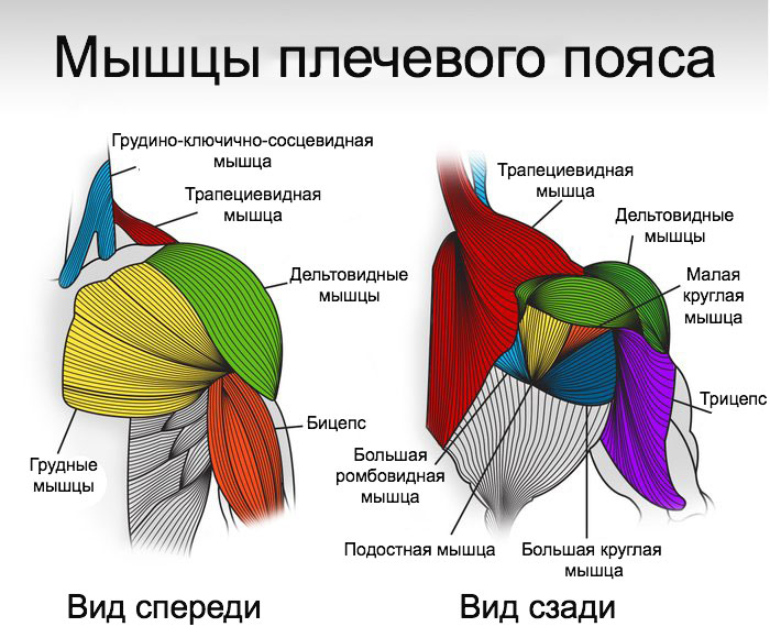 Анатомия плечевого пояса