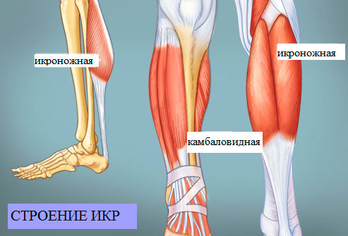 Анатомия икроножной мышцы