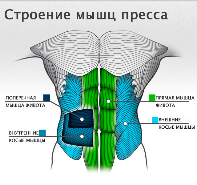 Мышцы пресса