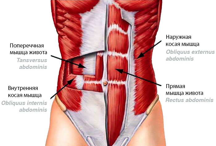 Строение мышц пресса