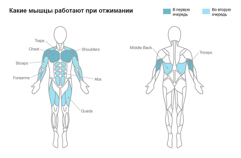Какие мышцы работают при отжимании