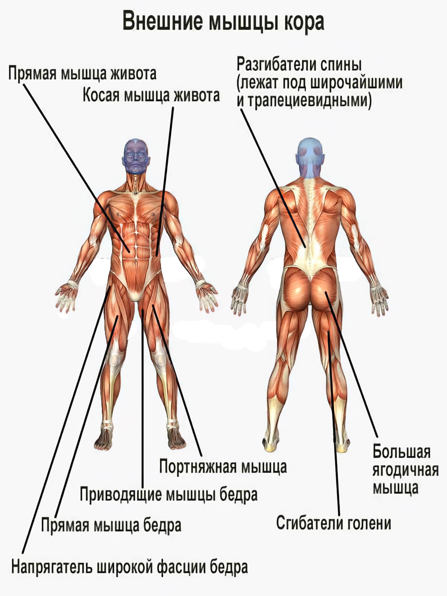 Расположение мышц кора на теле