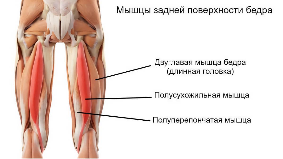 Задняя поверхность бедра