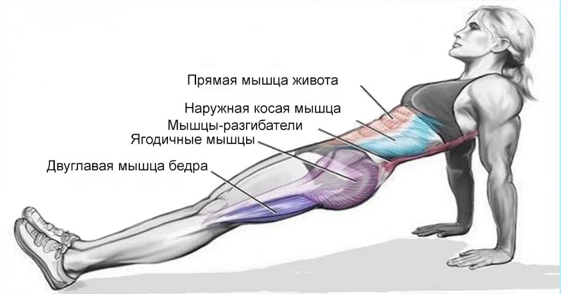 Обратная планка - рабочие мышцы