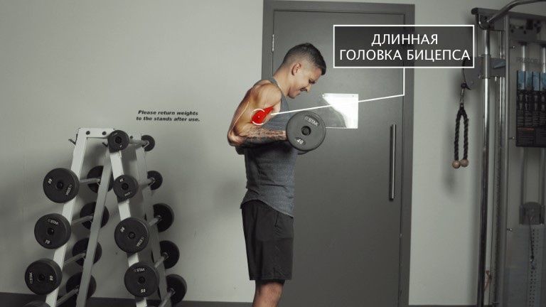 Эффективное упражнения для накачки бицепса это сгибания рук со штангой