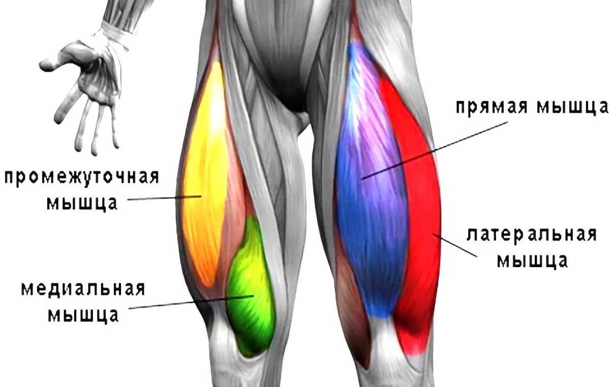 Строение квадрицепса