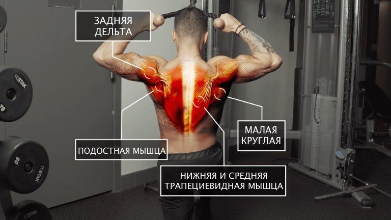 Прокачиваются: задняя дельтовидная мышца, нижняя и средняя трапециевидные мышцы, малая круглая мышца, подостная мышца
