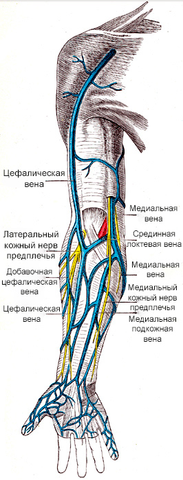 Вены на руках