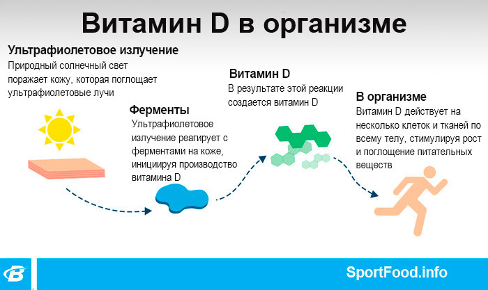 Действие витамина D в организме человека