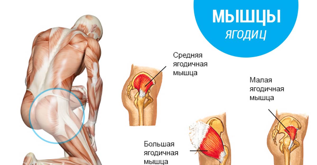 Строение мышц ягодиц