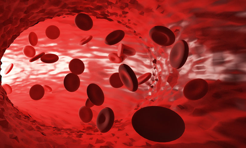 Железо в организме человека